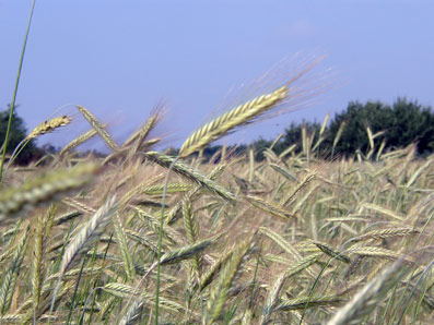 Weizenfeld