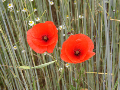 Mohn